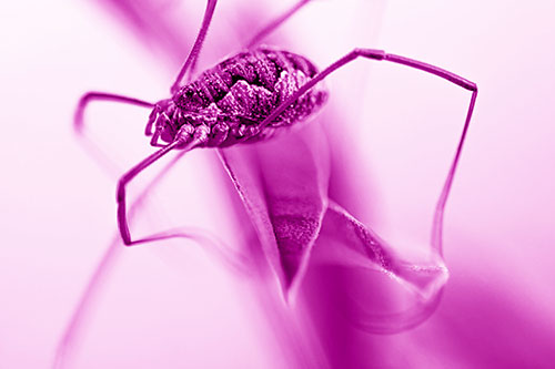 Leg Dangling Harvestmen Spider Sits Atop Leaf Petal (Pink Shade Photo)