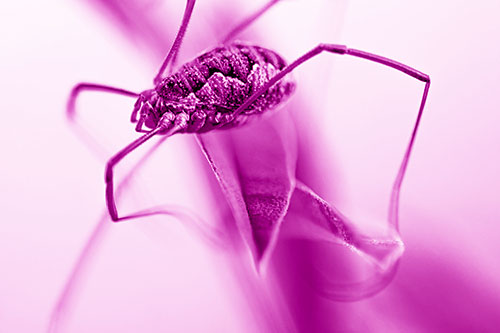 Leg Dangling Harvestmen Spider Sits Atop Leaf Petal (Pink Shade)