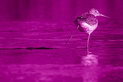 Leg Kicking Greater Yellowlegs Splashing Droplets (Pink Shade Photo)