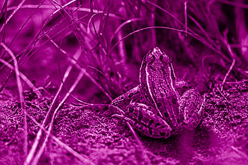 Leopard Frog Sitting Among Twisting Grass (Pink Shade Photo)