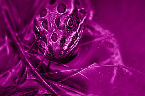 Leopard Frog Stares Among Shoreline Water (Pink Shade Photo)