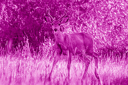 Lone Mule Deer Roaming Among Grass (Pink Shade)