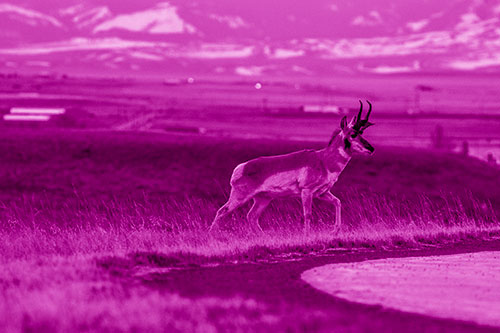 Lone Pronghorn Wanders Up Grassy Hillside (Pink Shade Photo)