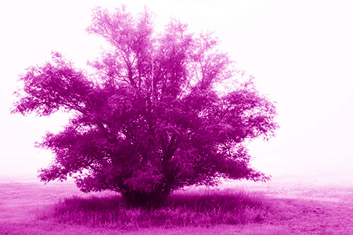 Lone Tree Standing Among Fog (Pink Shade Photo)