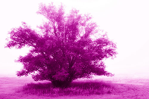 Lone Tree Standing Among Fog (Pink Shade)