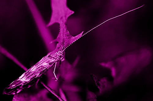 Long Antenna Leaf Blotch Miner Moth Sitting Atop Plant (Pink Shade Photo)
