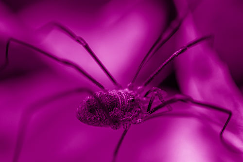 Long Legged Harvestmen Spider Crawling Over Leaf (Pink Shade Photo)