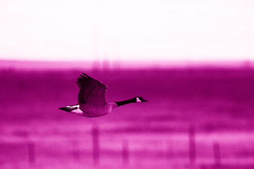 Low Flying Canadian Goose (Pink Shade Photo)