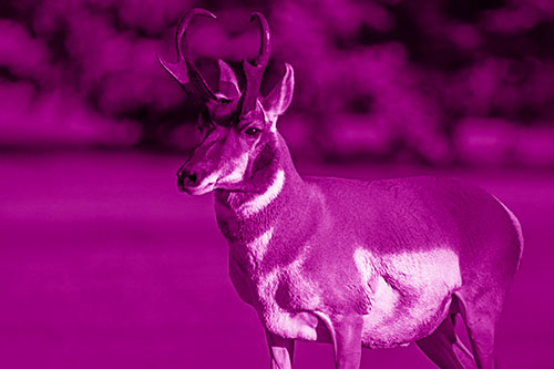 Male Pronghorn Keeping Watch Over Herd (Pink Shade Photo)