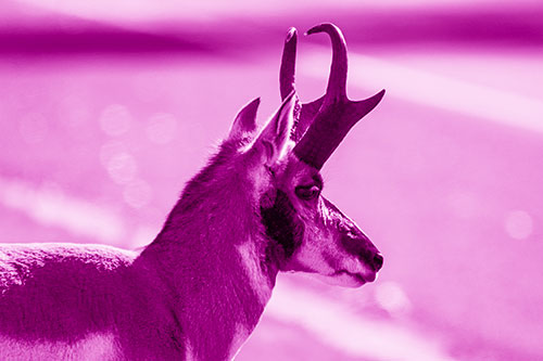 Male Pronghorn Looking Across Roadway (Pink Shade Photo)