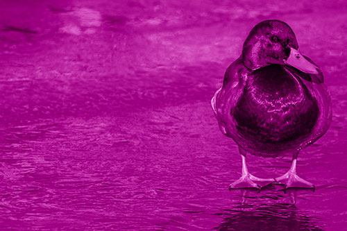 Mallard Duck Enjoying Sunshine Among Icy River Water (Pink Shade Photo)