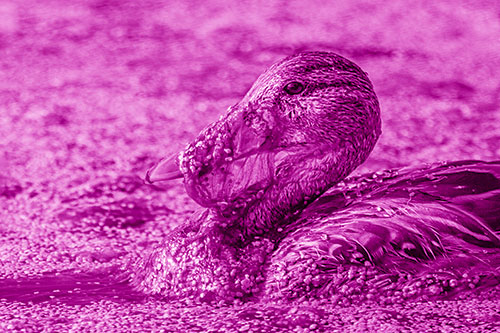 Mallard Duck Entangled In Algae (Pink Shade)