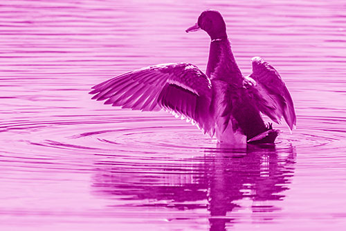 Mallard Duck Flaps Illuminated Wings Among Lake (Pink Shade)