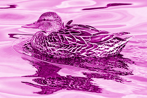 Mallard Duck Floats Among Swirling Water (Pink Shade)