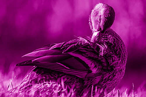 Mallard Duck Grooming Feathered Back (Pink Shade Photo)