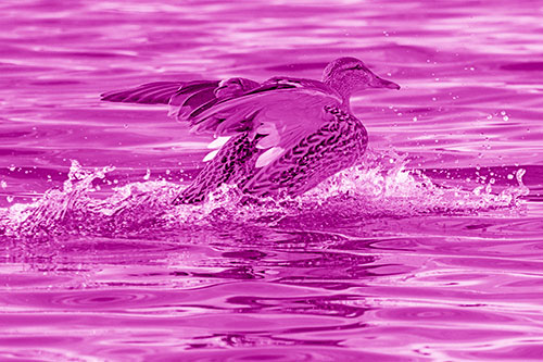 Mallard Duck Makes Splash Landing Atop Lake (Pink Shade)