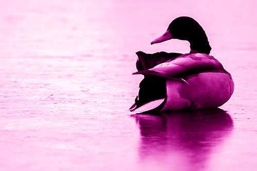 Mallard Duck Resting Atop Ice Frozen Lake (Pink Shade Photo)