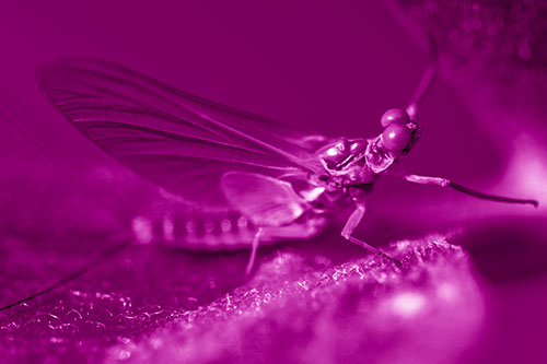 Mayfly Reaches Towards Plant Stem (Pink Shade)