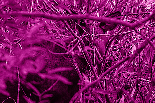 Moose Hidden Behind Tree Branches (Pink Shade Photo)