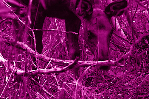 Moose Scouring Through Plants On Ground (Pink Shade Photo)