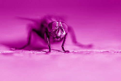 Morbid Open Mouthed Cluster Fly (Pink Shade Photo)