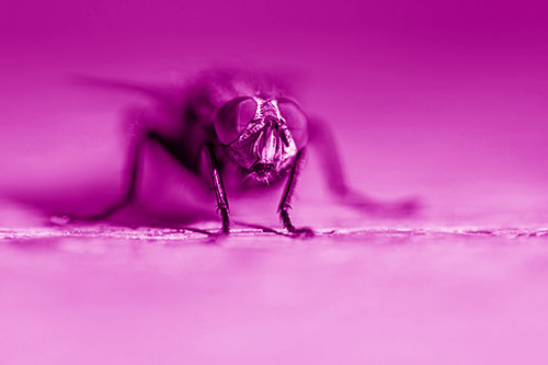 Morbid Open Mouthed Cluster Fly (Pink Shade)
