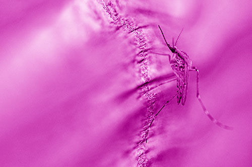 Mosquito Stretches Leg Among Wood (Pink Shade)