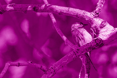 Mountain Chicadee Clamps Onto Bending Tree Branch (Pink Shade)