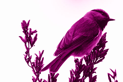 Mountain Chickadee Perched Atop Tree (Pink Shade Photo)