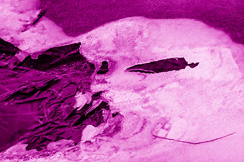 Mouth Melting River Ice Face Among Floating Branches (Pink Shade)