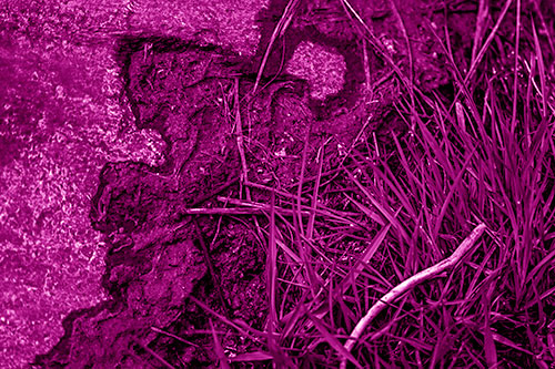Mud Face Creeping Along Rock Edge (Pink Shade Photo)