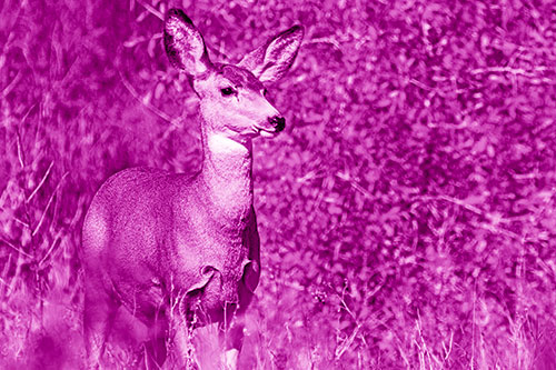 Mule Deer Gazes Across Landscape Horizon (Pink Shade)