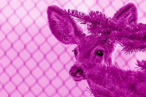 Mule Deer Peeking Head Around Pine Tree (Pink Shade Photo)