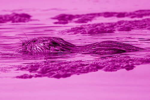 Muskrat Swimming Among Floating Algae (Pink Shade)