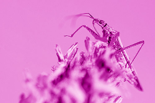 Nabis Lineatus Crawling Atop Plantago (Pink Shade)
