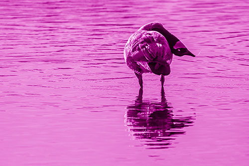 Neck Contorting Canadian Goose Grooming Among Shallow Water (Pink Shade)