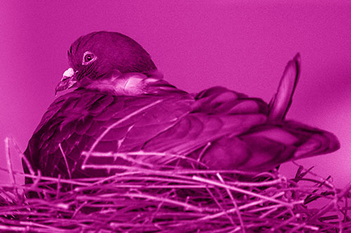Nesting Pigeon Keeping Watch (Pink Shade Photo)