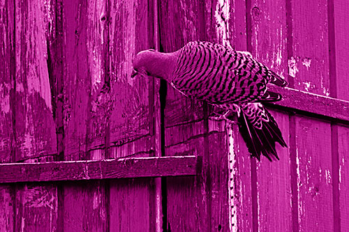 Northern Flicker Woodpecker Climbing Across Birdhouse (Pink Shade Photo)