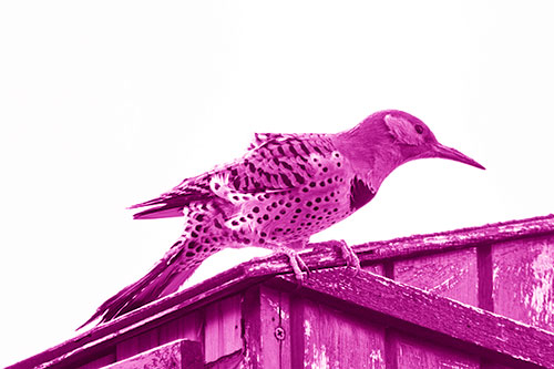 Northern Flicker Woodpecker Crouching Atop Birdhouse (Pink Shade Photo)