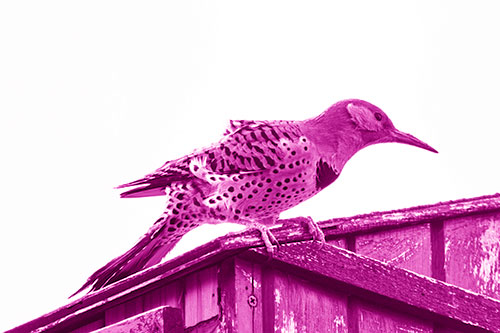 Northern Flicker Woodpecker Crouching Atop Birdhouse (Pink Shade)