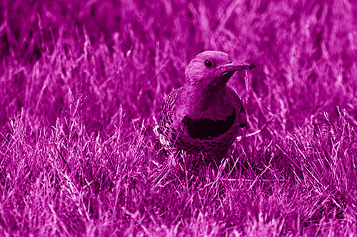 Northern Flicker Woodpecker Digging Up Dirt (Pink Shade)