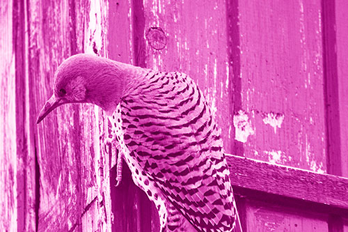 Northern Flicker Woodpecker Peeking Around Birdhouse (Pink Shade Photo)