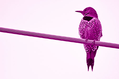 Northern Flicker Woodpecker Perched Atop Steel Wire (Pink Shade Photo)