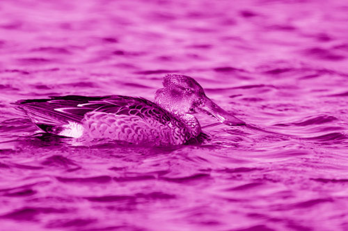 Northern Shoveler Duck Enjoying Lake Swim (Pink Shade Photo)