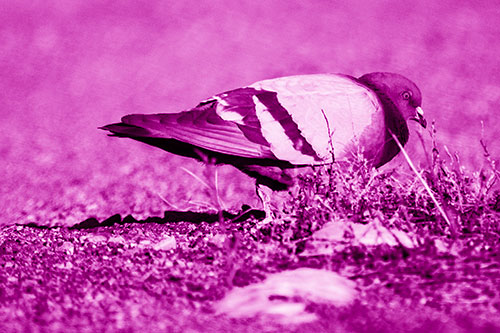 Observant Pigeon Scouring Among Dead Plants (Pink Shade)