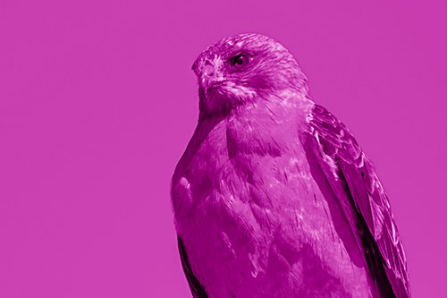 Observant Rough Legged Hawk Watching Intensely (Pink Shade)