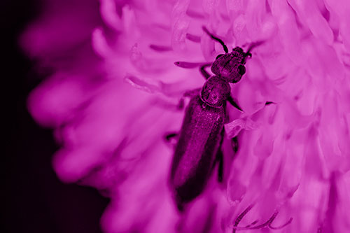 Oedemera Beetle Feasting Among Dandelion (Pink Shade)