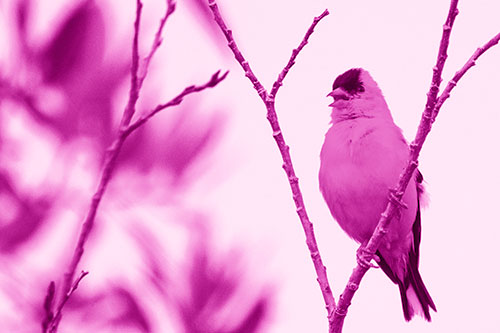 Open Mouthed American Goldfinch Standing On Tree Branch (Pink Shade Photo)