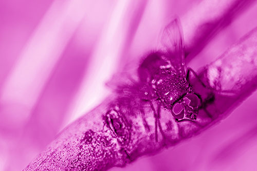 Open Mouthed Blow Fly Looking Above (Pink Shade Photo)