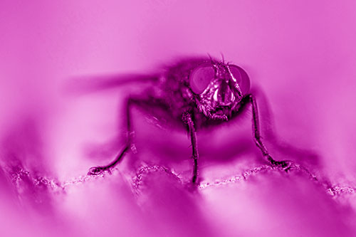 Open Mouthed Cluster Fly Shocked With Fear (Pink Shade)
